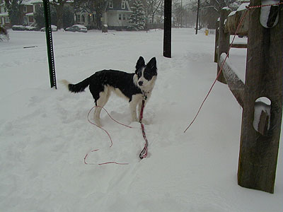 03-02-16_sophie_7.jpg (24023 bytes)